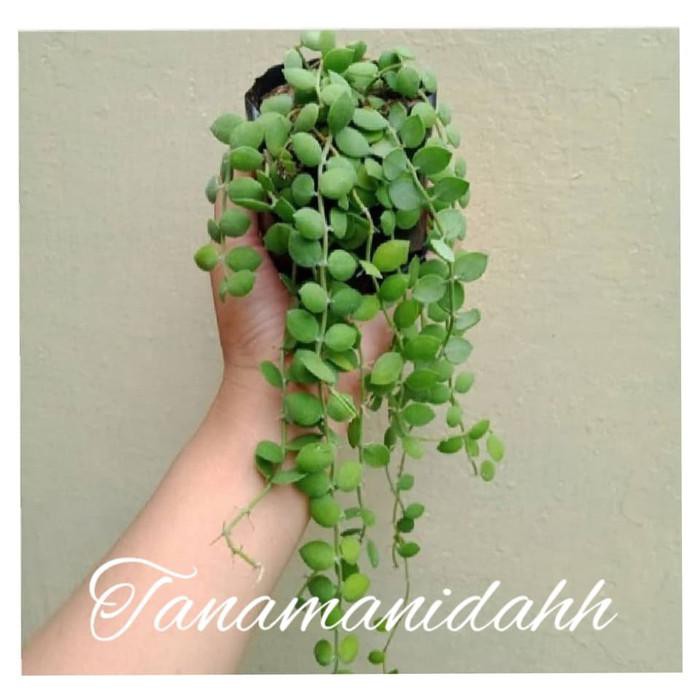 Tanaman Hias Dischidia Nunularia - tanaman hias gantung