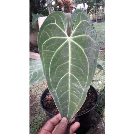 Tanaman hias anthurium Kuping gajah jumbo/Verde