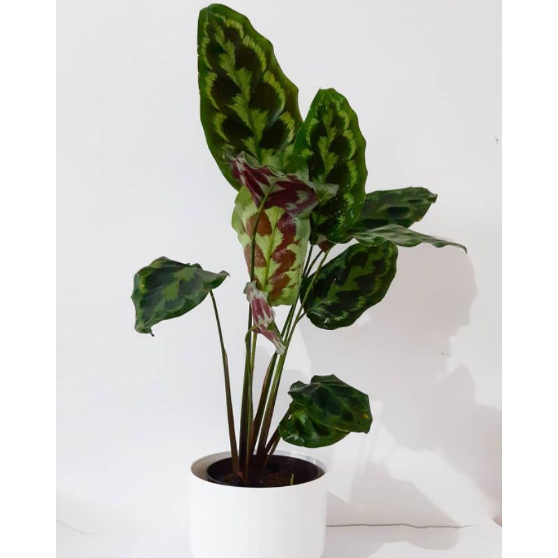 tanaman hias Calathea veitchiana
