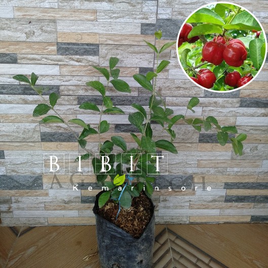 Bibit Cherry Vietnam Hasil Cangkok Cepat Berbuah Manis