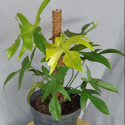 TANAMAN HIAS PHILODENDRON FLORIDA GHOST MINT TANAMAN FLORIDA GHOST MIN BERKUALITAS BUNGA TERAWAT