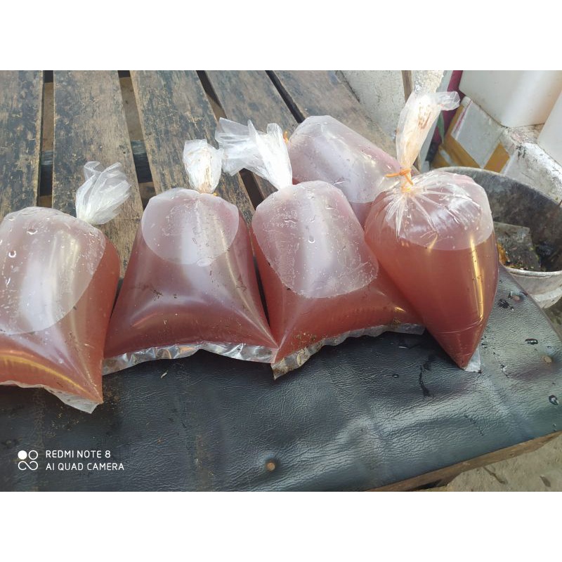 kutu air atau kutir per plastik atau pergelas