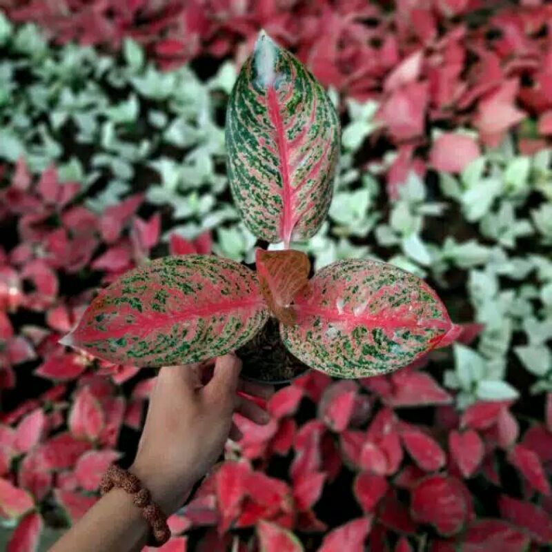 Aglonema Widuri-tanaman hias aglonema widuri-pohon aglonema widuri-bibit aglonema widuri-pohonwiduri