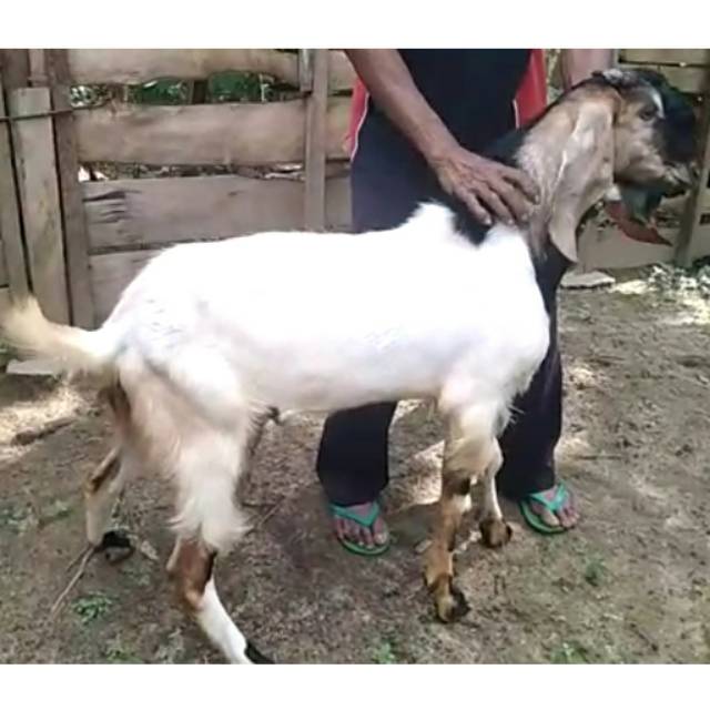 

Kambing Qurban -+40-43kg