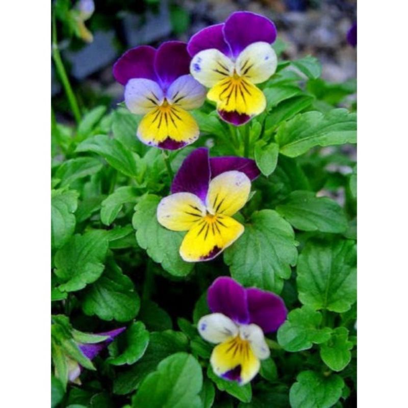 benih BUNGA VIOLA HELENT MOUNT isi 3 biji tanaman hias