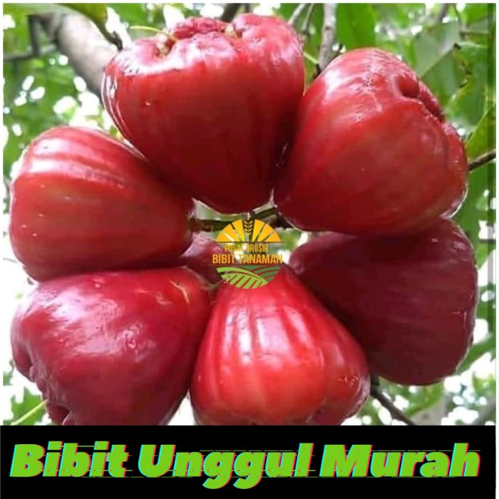 Bibit jambu air red taiwan