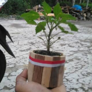  rak  tanaman bunga  susun mini  rak  kaktus  rak  sekulen 