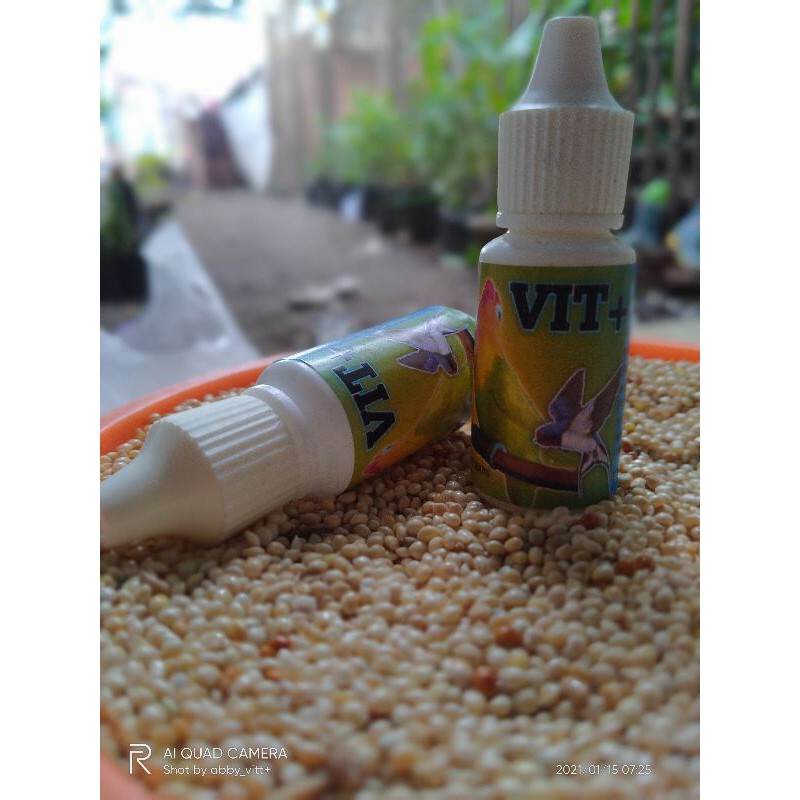 VIT+ pengacor lovebird