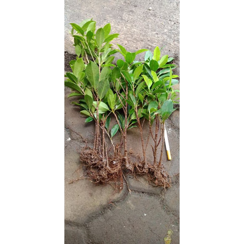 BIBIT FICUS KIMENG