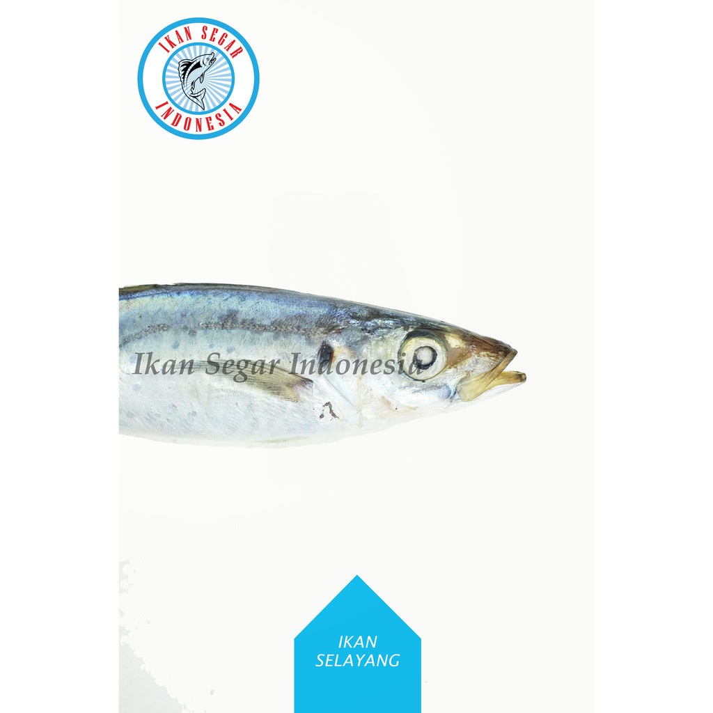 

IKAN SELAYANG / 9-18 Ekor/ 900-1000 gr