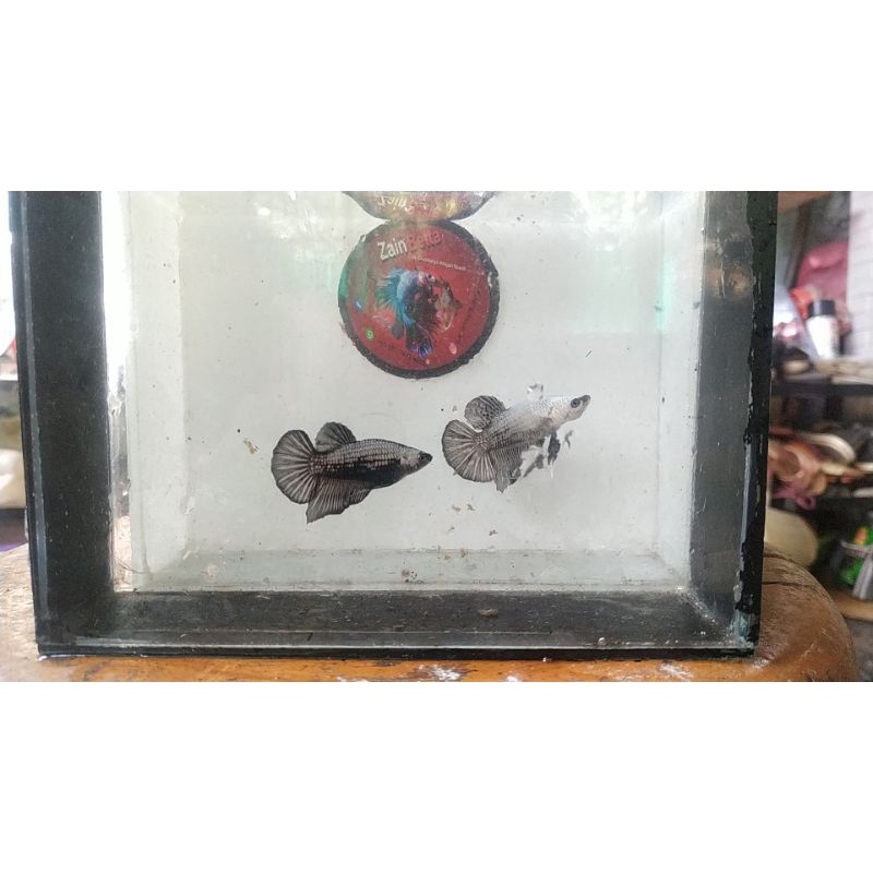 ikan cupang hias jenis Nemo dan Black series