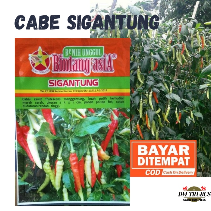 Cabe Sigantung - Benih cabe Rawit