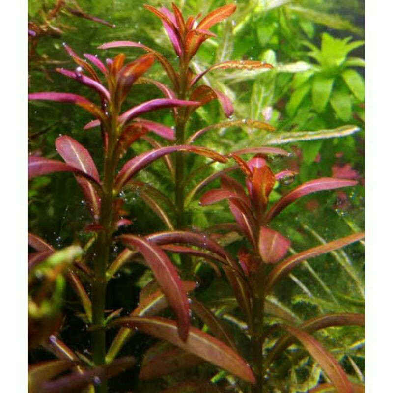 rotala ramosior sunset (tanaman aquascape)