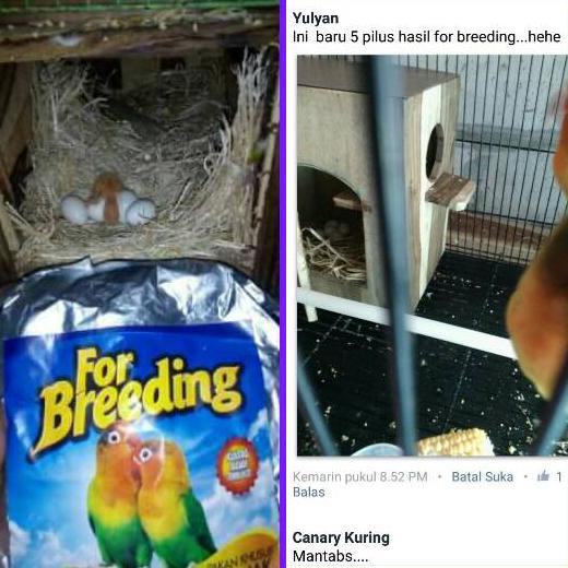 "for Breeding Lovebird" Pakan khusus ternak burung Lovebird