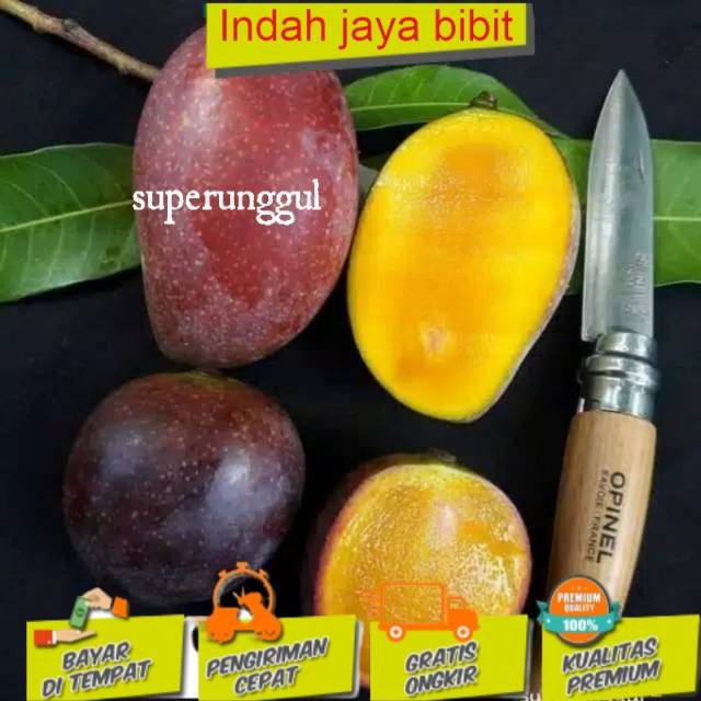 

Mangga kasturi (BISACOD)