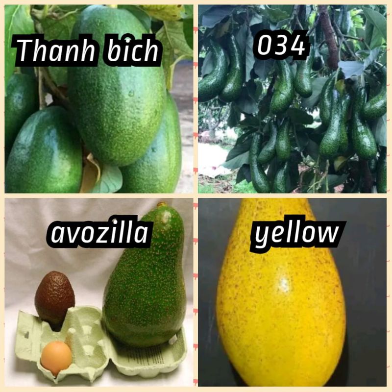 bibit alpukat import 1paket isi 4 bibit