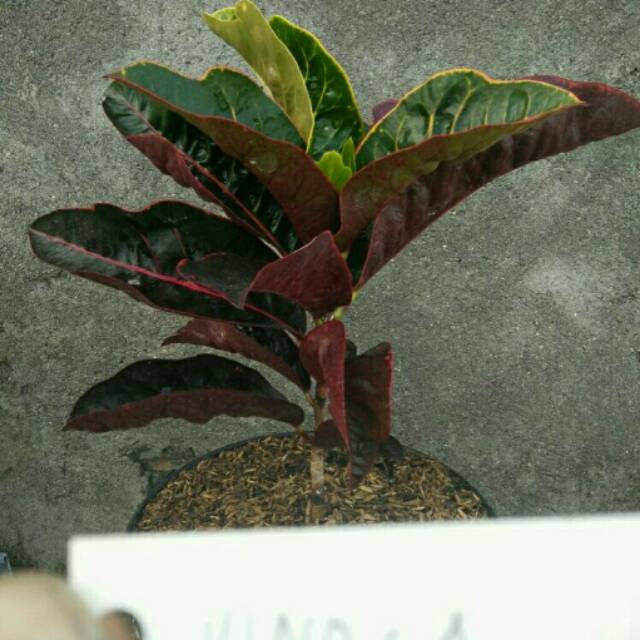 Tanaman Hias Puring Koleksi Vinola