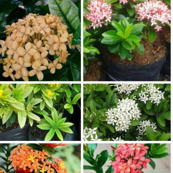 tanaman hias asoka mini -1 paket 6 jenis - soka mini - Bunga Hidup Murah-tanaman Hidup/tanaman hidup