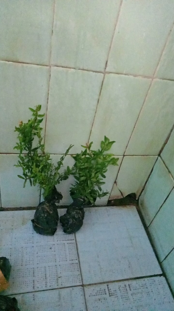 Bibit Tanaman Delima Mini Merah Hasil Cangkok Cepat Berbuah