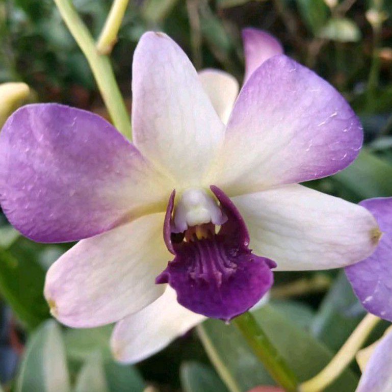 DendroBium Areedang Blue Dewasa /Spike