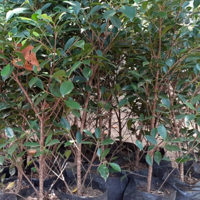 BERINGIN KIMENG BAHAN BONSAI