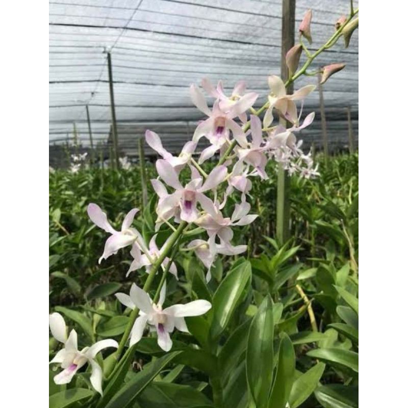 Anggrek dendrobium Channel