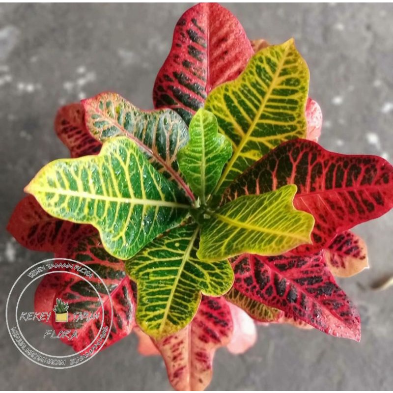 Tanaman Hias Puring Worten - Pohon Puring Worten - Puring Worten