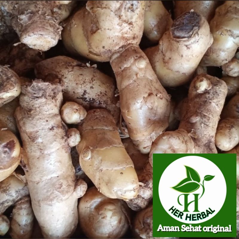 

Kunyit temu putih segar fress 1kg