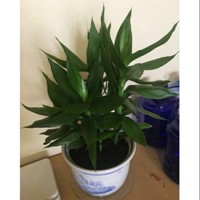 Tanaman Hias Sri Rejeki Hijau