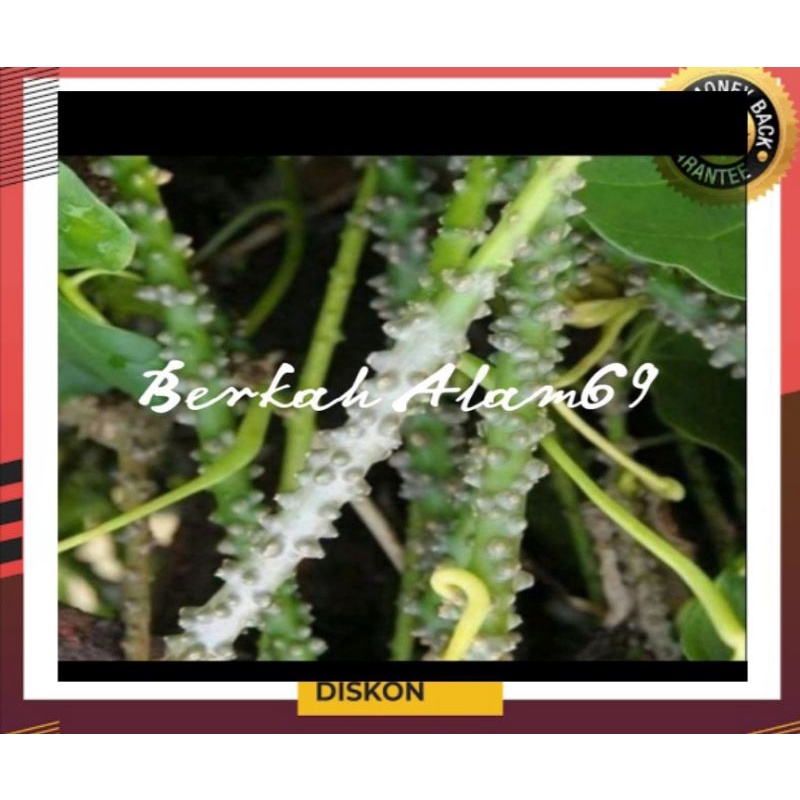 

Akar Brotowali segar 1kg murah