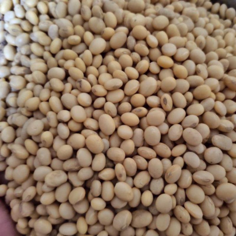 

1 kg kedelai khusus tempe/tahu/susu kedelai