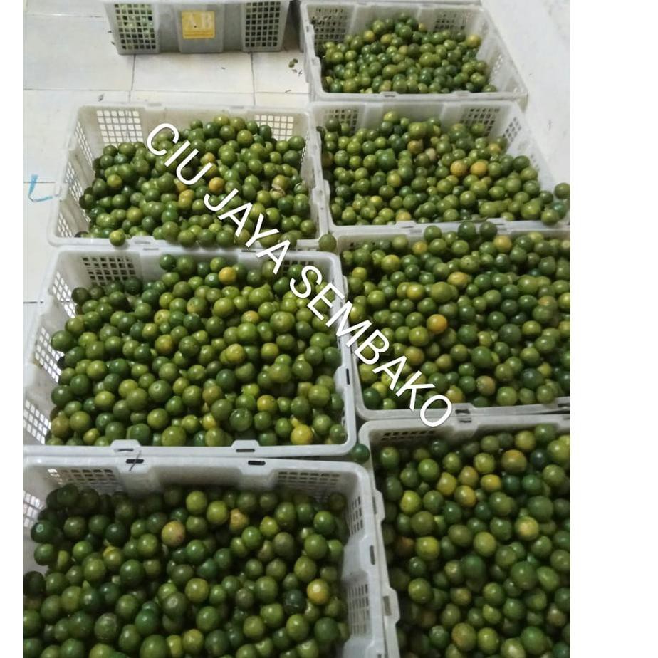 

KPT JERUK SONKIT / JERUK KUNCI / LEMON CUI / SONKIT PONTIANAK / KASTURI / SONGKIT ➜ (Produk Keren)