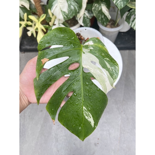 king monstera deliciosa variegata super ekonomis 1 daun pancing udah bisul
