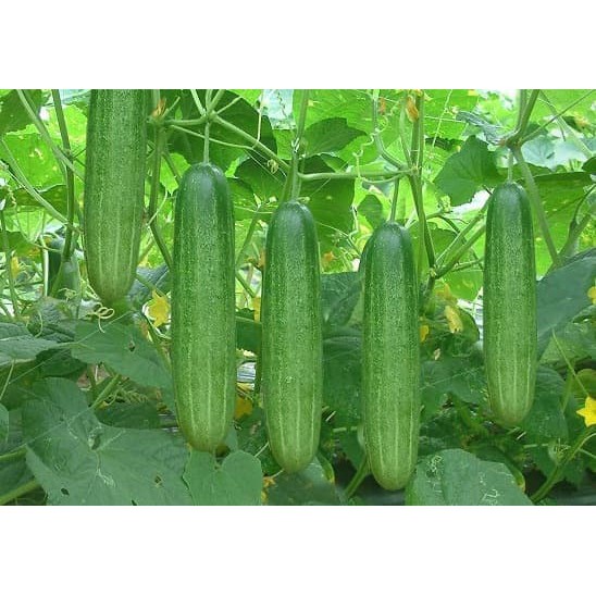 Jual Benih Bibit Sayur Sayuran Hidroponik Timun MentimunEcer Paket Sayuran Organik Murah Benih Ecer