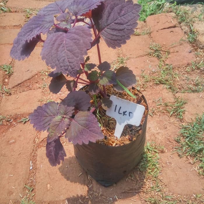 pohon miana iler / tanaman miana herbal