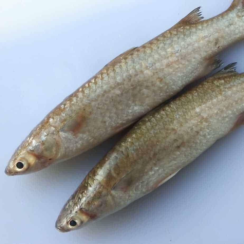 

Ikan belanak 1kg