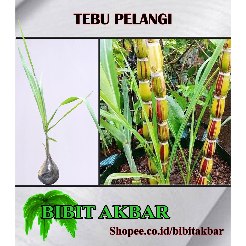 Bibit Tanaman Tebu Pelangi