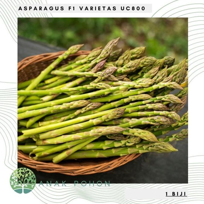Benih / Bibit / Biji - Asparagus F1 Varietas UC800 Hibrida - IMPORT (5 biji) ANPN62 Murah