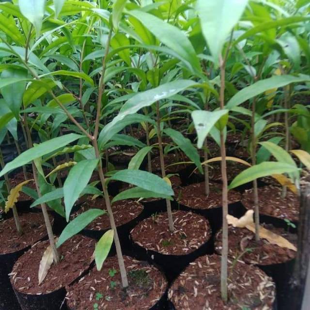 

Bibit gaharu sangat subur dan berkwalitas