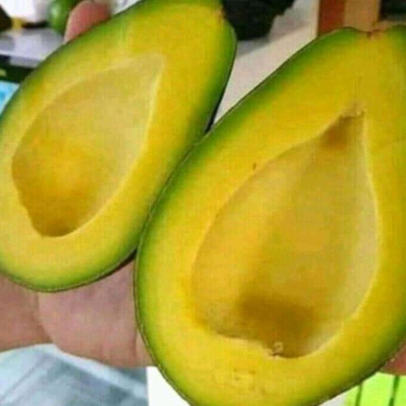 

buah alpukat menega