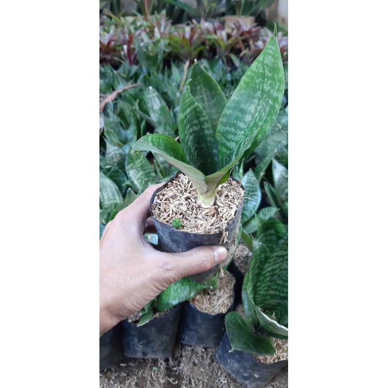 Sansiviera Mini Hijau / Sansiviera Trifasciata