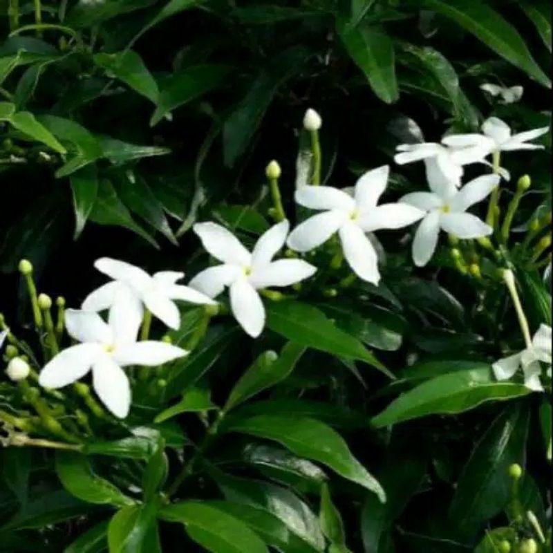 melati India Spanish jasmine