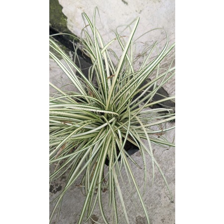 tanaman rumput garis tipis (Real pict) - tanaman gantung carex oshimensis murah