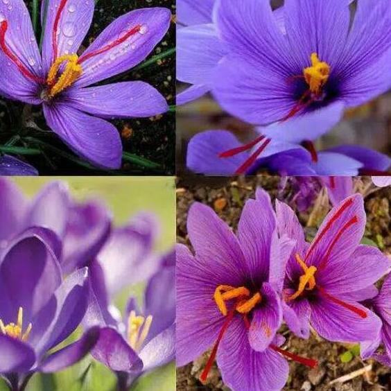 Harga Termurah / HT0CT Paling Laris Bibit Tanaman Bunga Saffron Zafaron Bunga Termahal Didunia //Sto