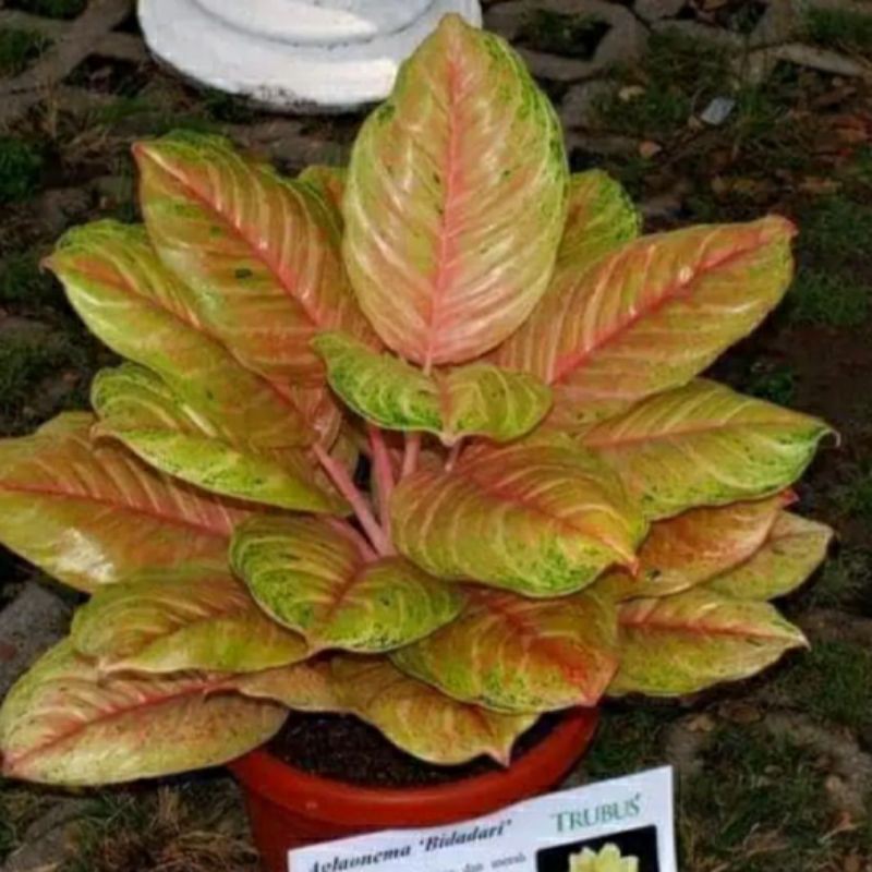 aglonema bidadari bonggol