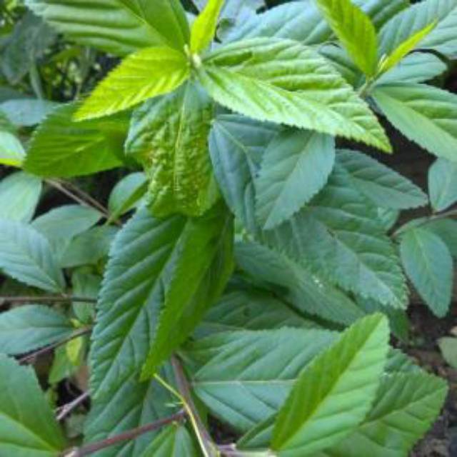 

Daun sidaguri jantan segar organik 100gram siap petik ke kebun