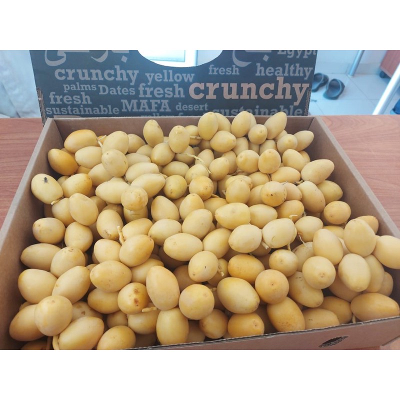 

Kurma muda from egypt
