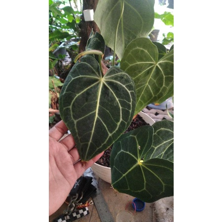 Kuping Gajah Anthurium Clarinerviun Tarantula Dark Form indukan
