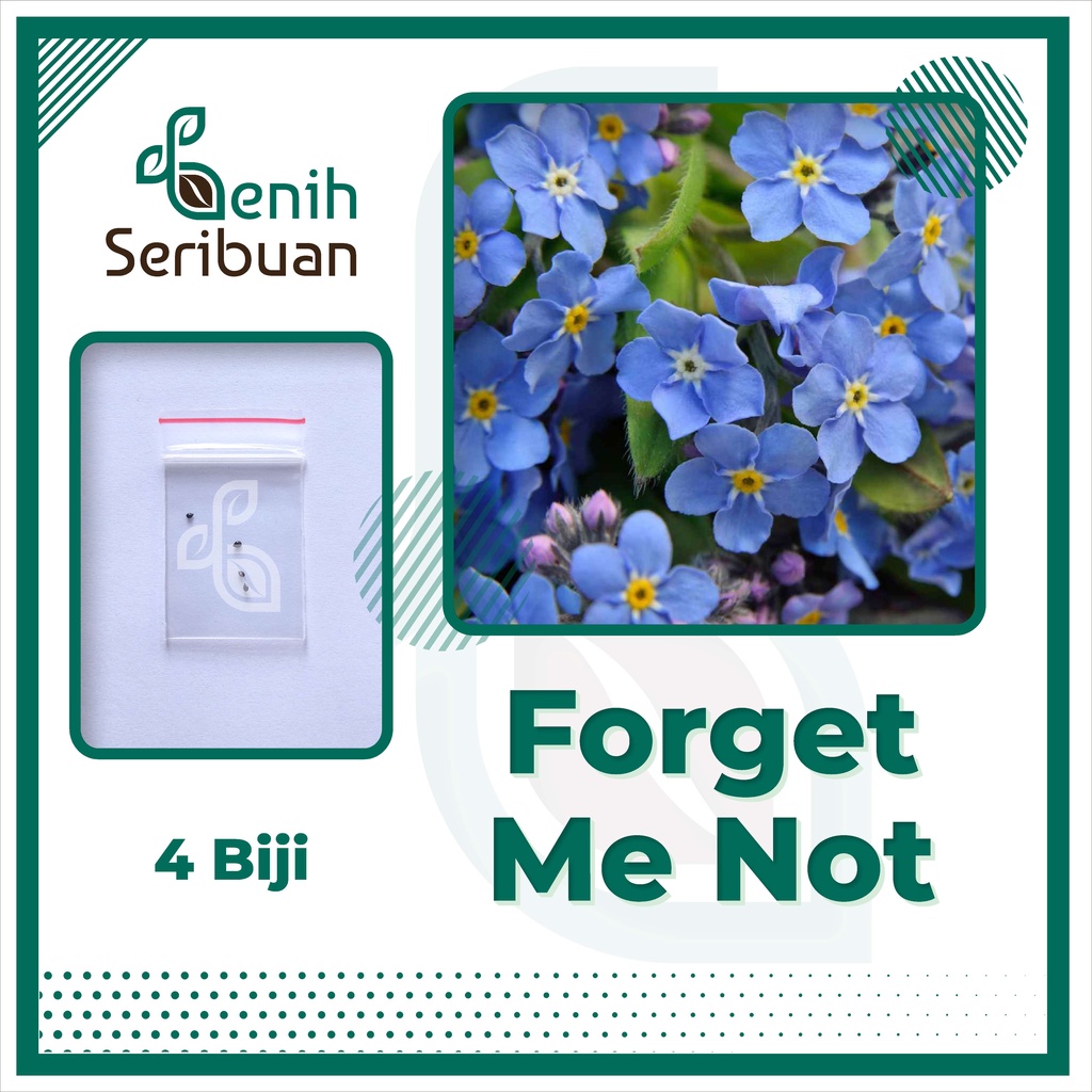 BS-BYL Bibit Bunga Benih Tanaman Bunga Hias Matahari Mawar Aster Vinca Krisan Telang Sunflower Krokot Lavender Marigold Zinnia-FORGET ME NOT
