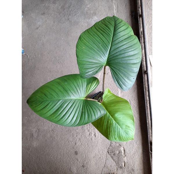 Homalomena rubescens